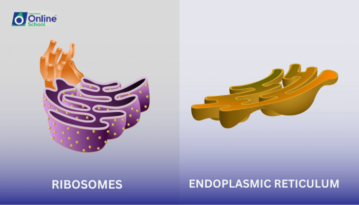 Lesson 05: The Cytoplasmic Matrix: Ribosomes and the Endoplasmic Reticulum